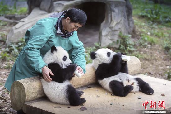 熊猫村最新爆料大赛,揭秘神秘事件，竞猜大奖等你来拿！